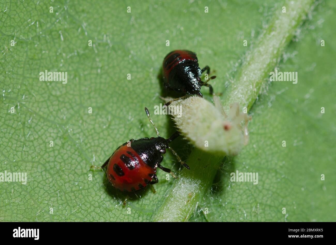 Predatory Insect Nymph Predatory Stink Bugs, Subfamily Asopinae, nymphs feeding on prey Stock ...