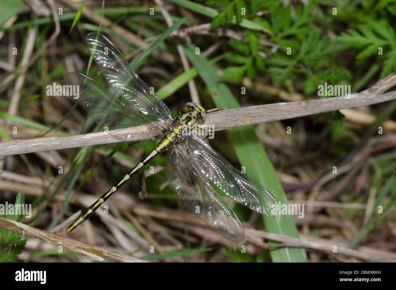Sulphur-tipped Clubtail, Phanogomphus militaris, female Stock Photo