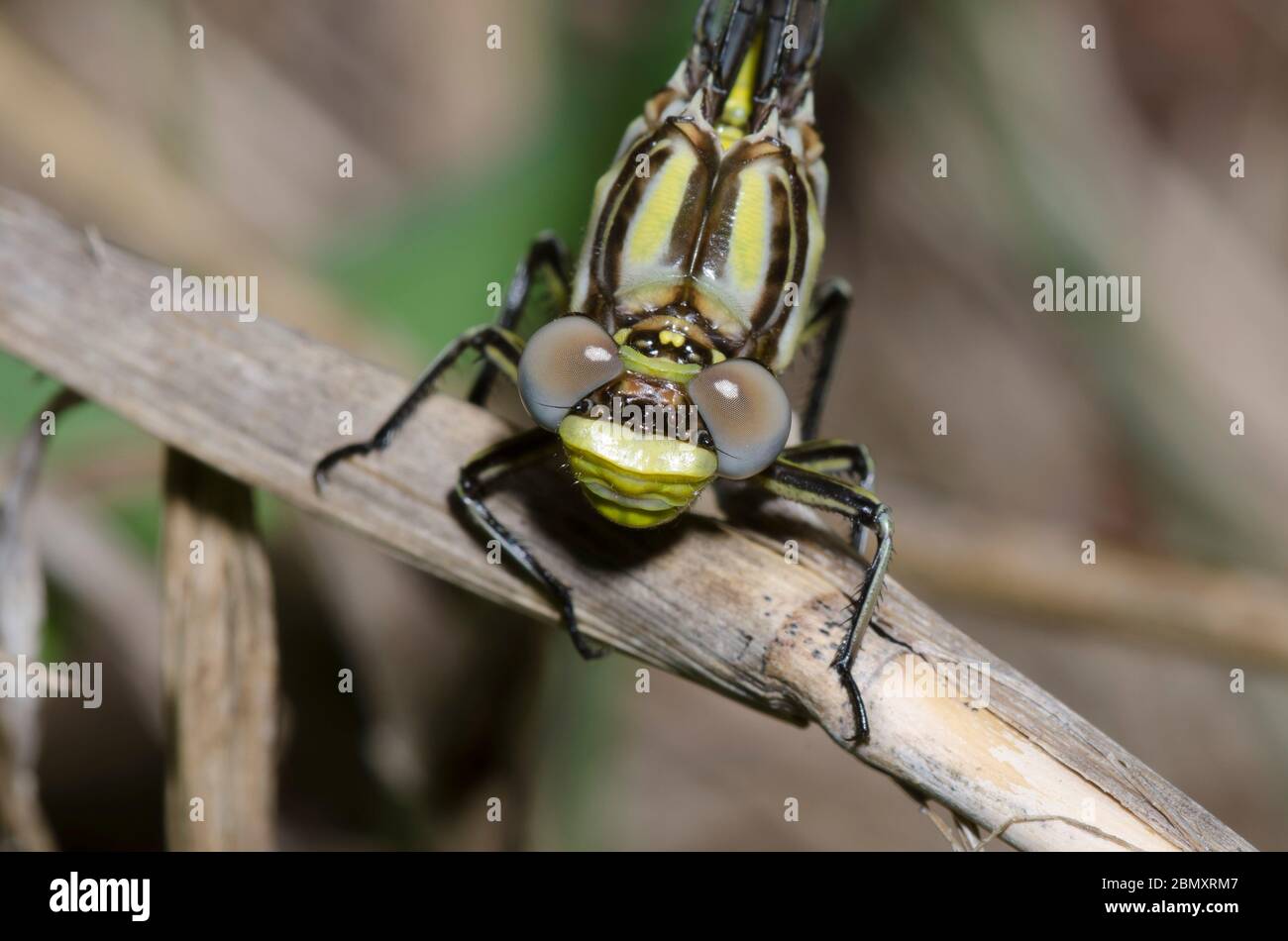 Sulphur-tipped Clubtail, Phanogomphus militaris, female Stock Photo