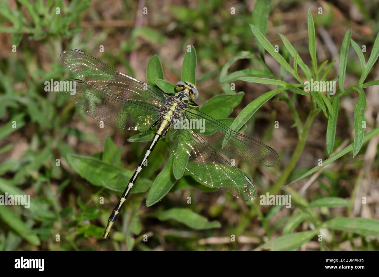 Sulphur-tipped Clubtail, Phanogomphus militaris, female Stock Photo