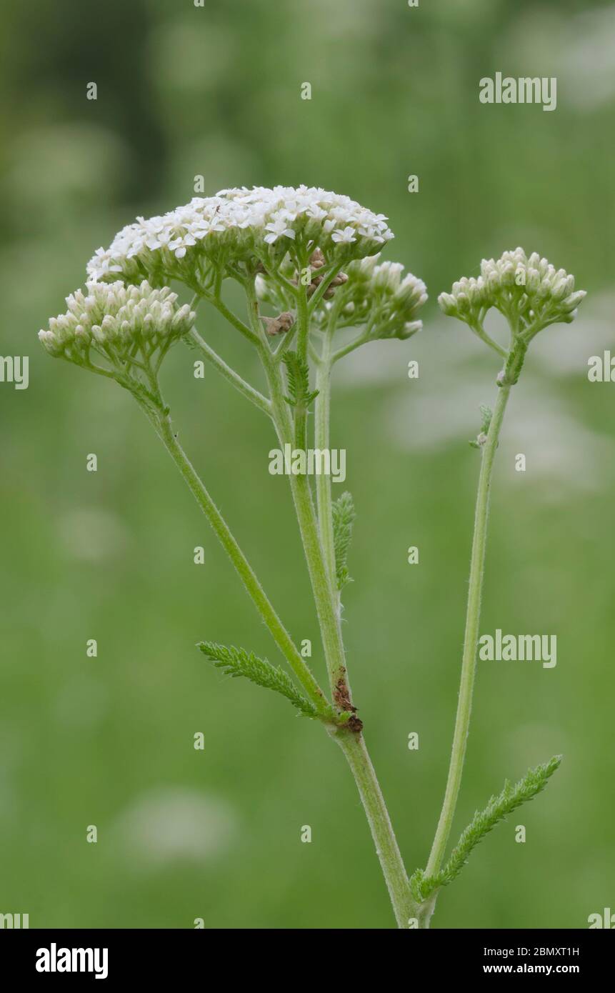 Yarrow, Achillea millefolium Stock Photo