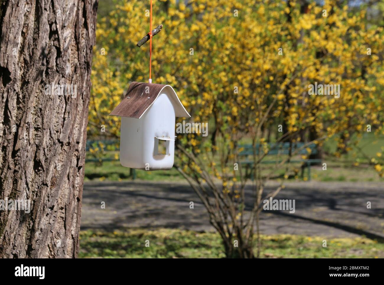 Cracow. Krakow. Poland. Feeder for the birds made of plastic bottle hanging on the branch of the tree. Stock Photo