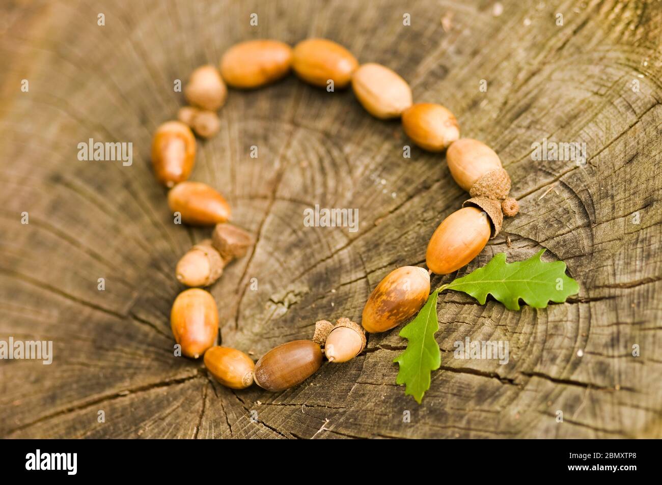 Heart made of fresh brown Oak nuts - Acorn - on textured background of cutted stump. Design element for autumn love, Valentine's Day, Mother's Day and Stock Photo