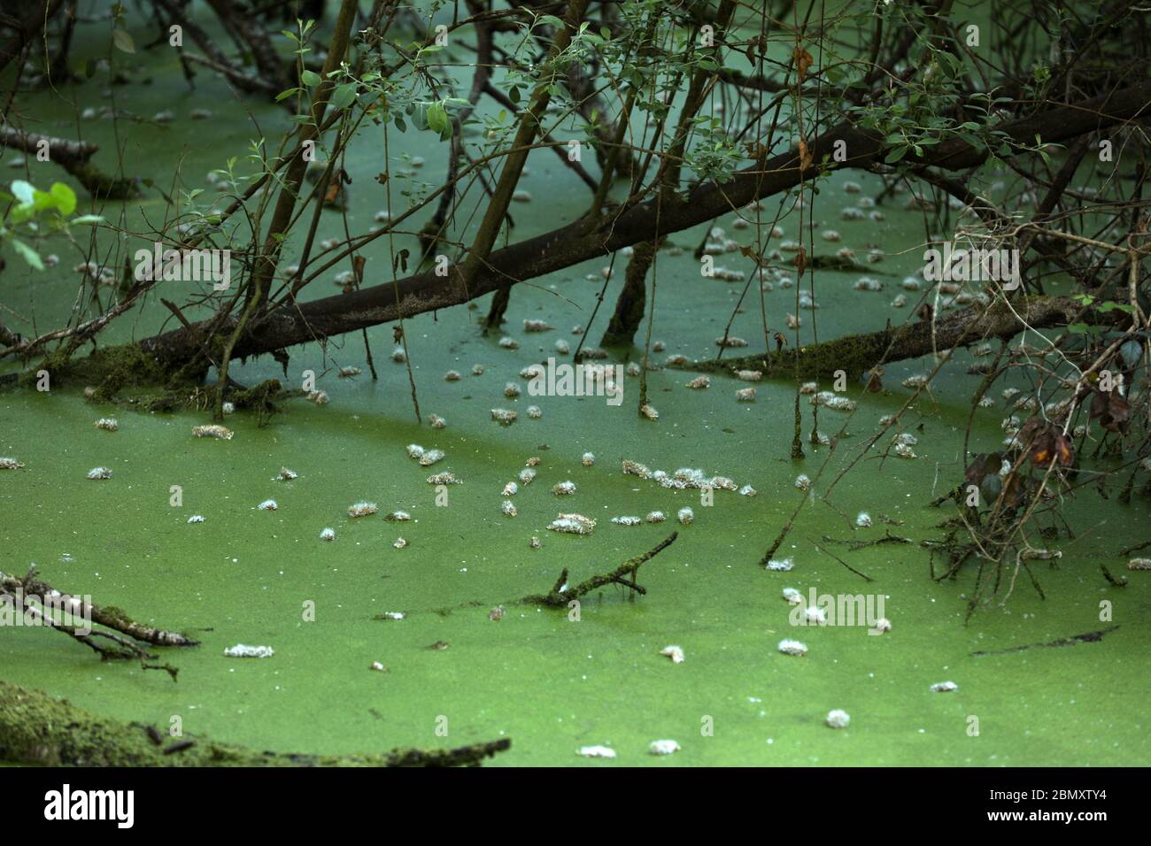 Pollen floating on the water Stock Photo - Alamy