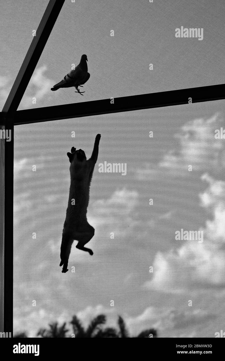 cat climbing inside screen; to bird outside; lanai cage; feline behavior; pet; agile; animal; wildlife; black, white, FL; Florida; PR Stock Photo
