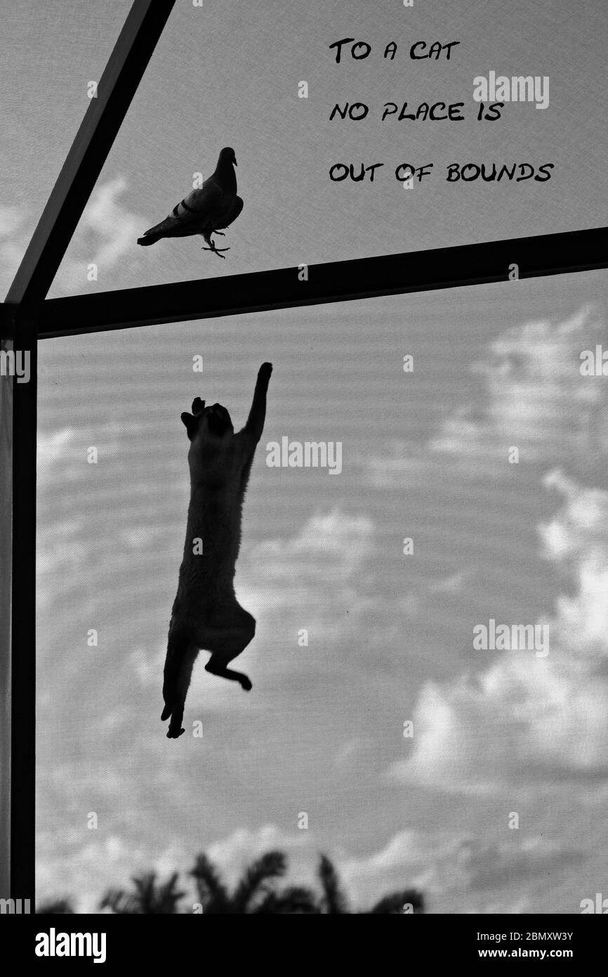 cat climbing inside screen; to bird outside; out of bounds words, lanai cage; feline behavior; pet; agile; animal; wildlife; black; white; FL; Florida Stock Photo