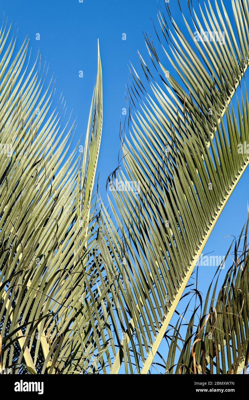 new frond growing, Triangle Palm, close-up, tree, Neodypsis decaryi, nature, gray-green, tropical, FL, USA, southwest Florida, spring Stock Photo