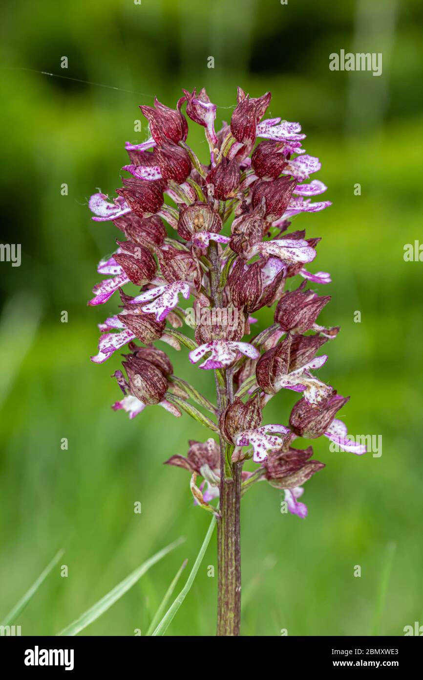 Wild Orchid Stock Photo