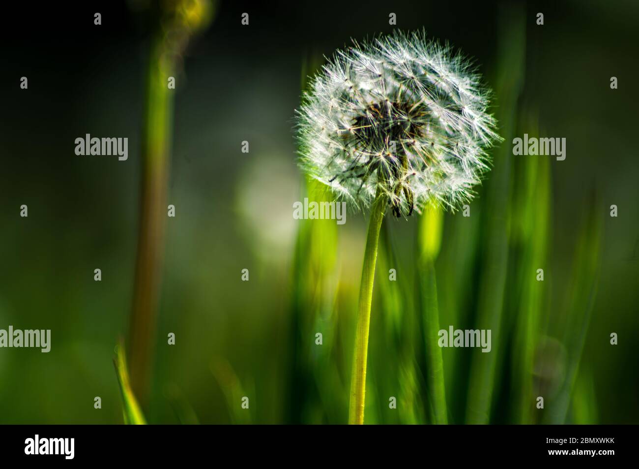 Make a wish and blow flowers hires stock photography and images Alamy