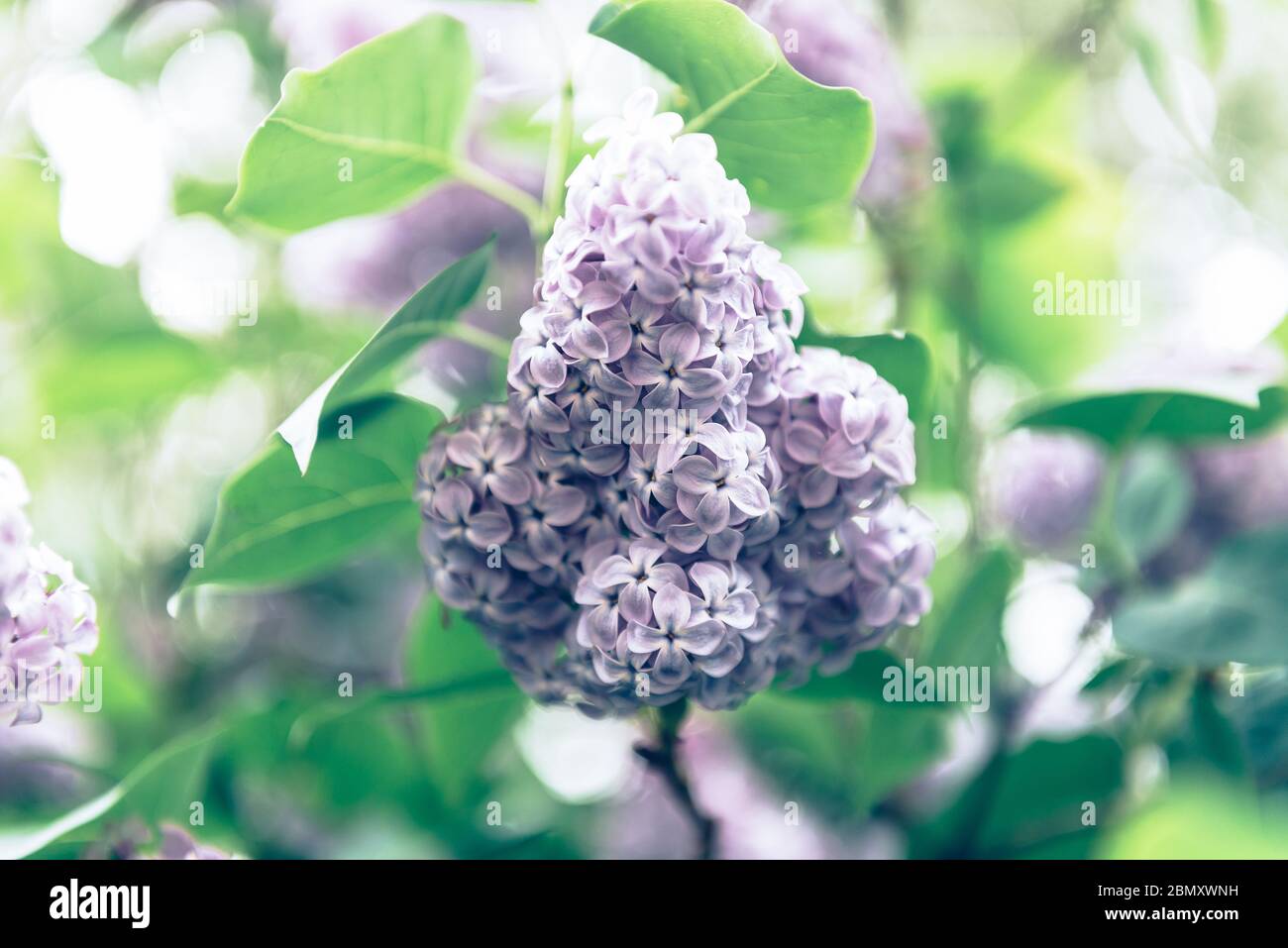 Blooming lilac tree Stock Photo Alamy