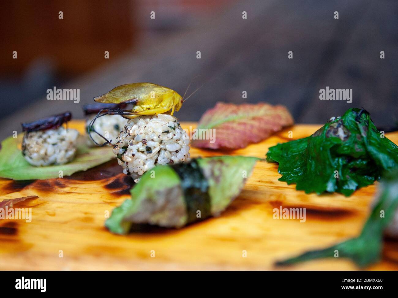 A katydid (Orthoptera) sits perched on a ball of rice, surrounded by crickets on rice balls and wild-foraged leaves at Miya's Sushi in New Haven, CT Stock Photo