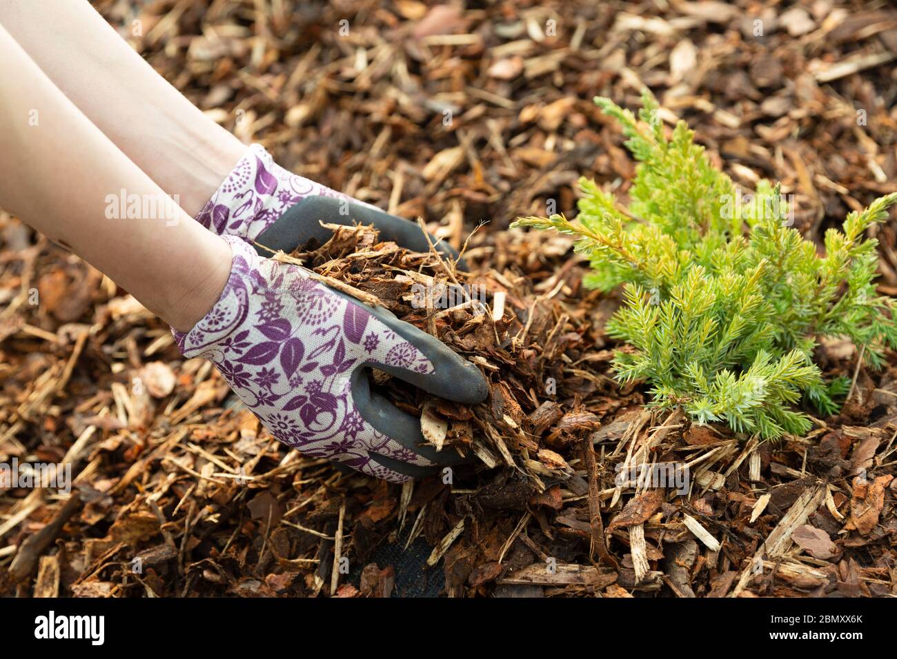 Woman gardener mulching potter thuja tree with pine tree bark mulch. Urban gardening Stock Photo