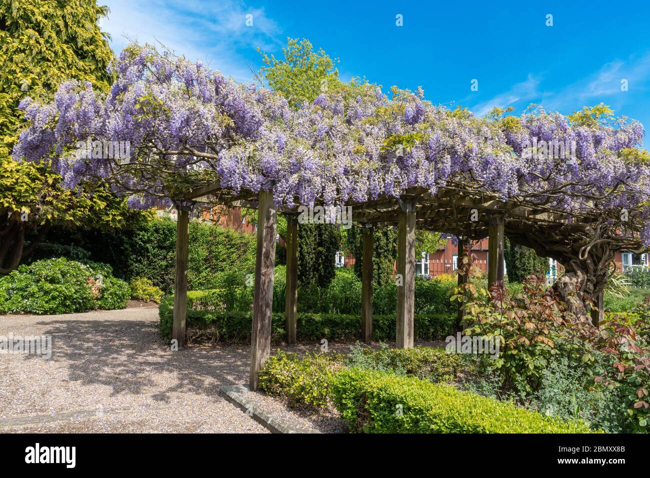 Wisteria covered pergola in flower in the Municipal Gardens in the Hampshire town of Aldershot during May, UK Stock Photo