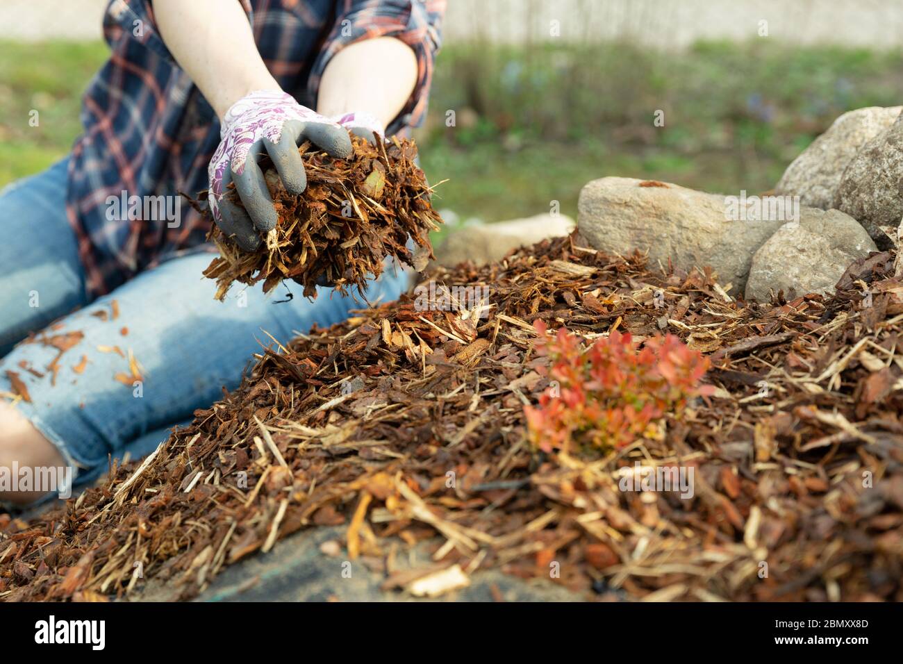 Woman gardener mulching potter thuja tree with pine tree bark mulch. Urban gardening Stock Photo