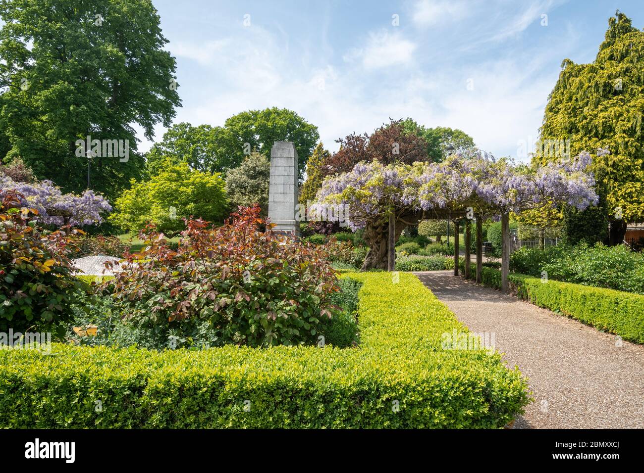 Municipal Gardens in the Hampshire town of Aldershot during May, with a wisteria covered pergola in flower, UK Stock Photo