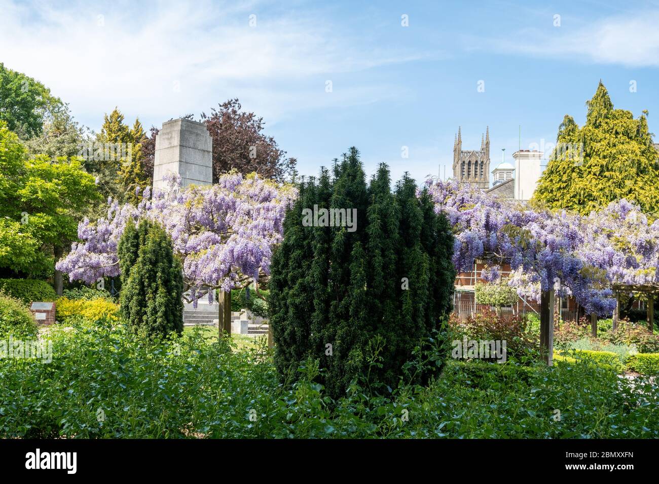Municipal Gardens in the Hampshire town of Aldershot during May, with a wisteria covered pergola in flower, UK Stock Photo
