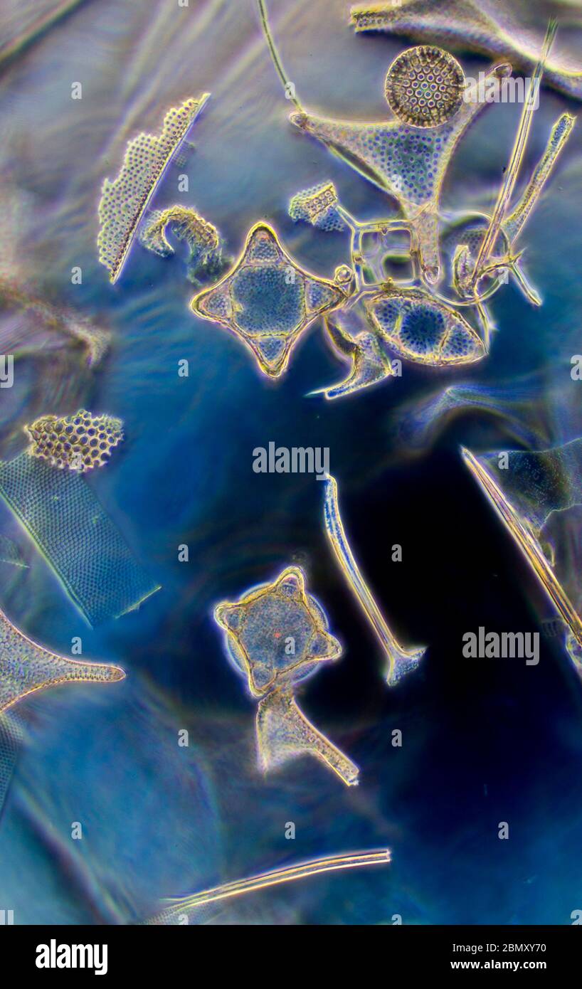 Marine fossil diatoms, Hanklit, Denmark Stock Photo