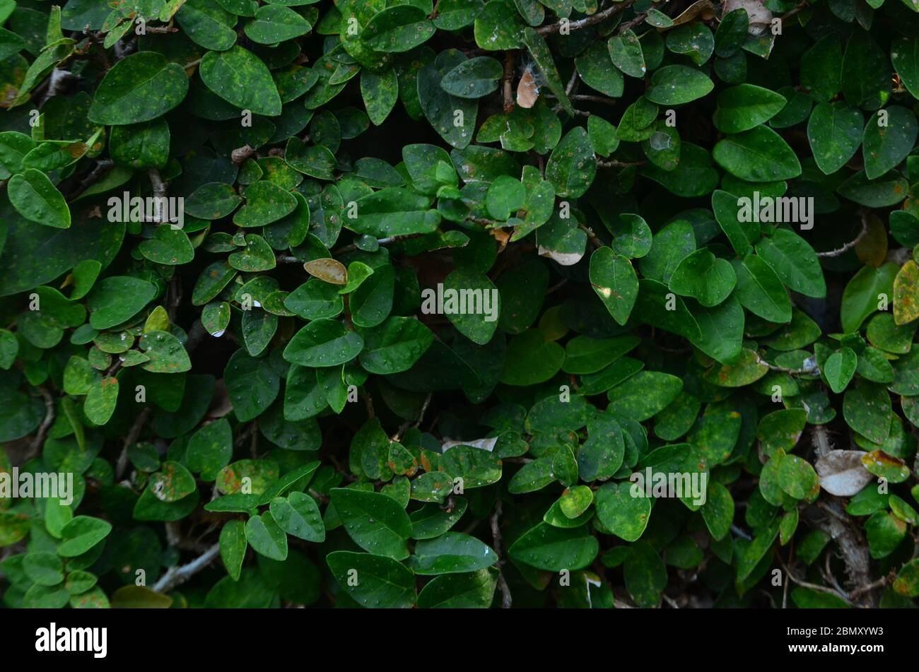 Abstract green texture hi-res stock photography and images - Alamy