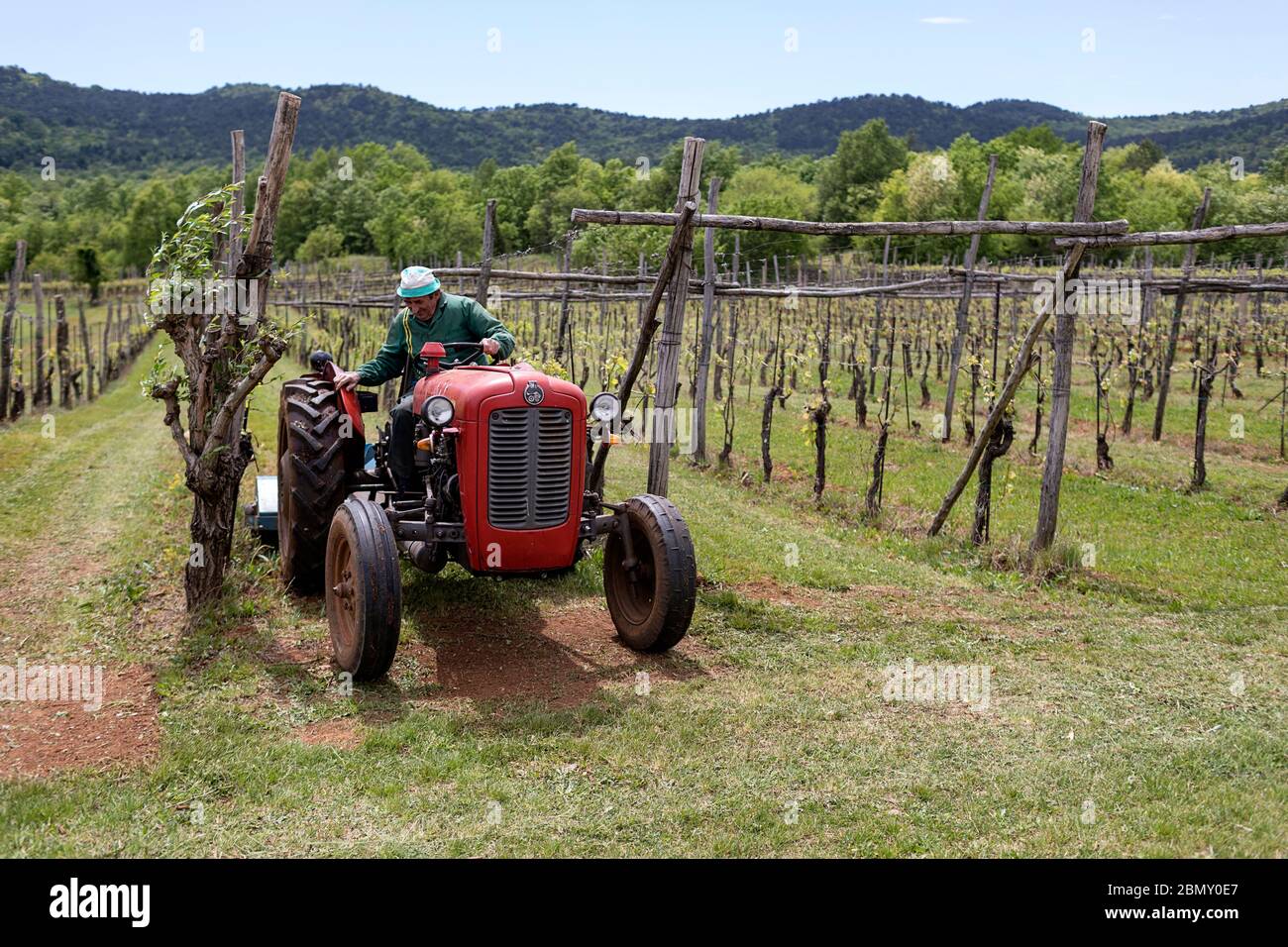 Farmer on old tractor in vineyard, Pliskovica, Slovenia Stock Photo Alamy