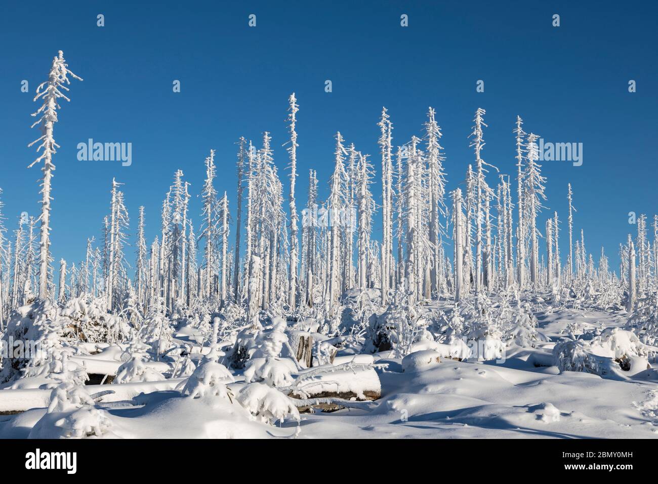 Winter tree skeletons hi-res stock photography and images - Alamy
