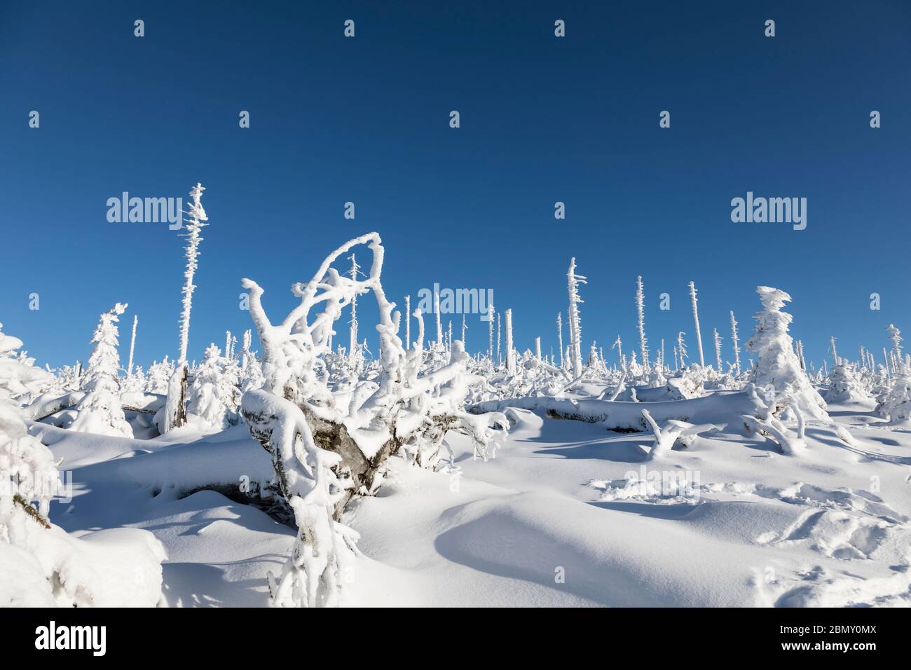 Winter tree skeletons hi-res stock photography and images - Alamy