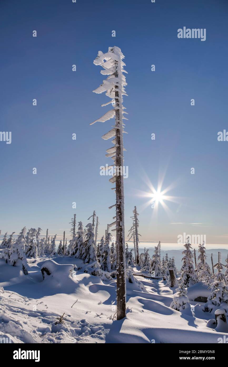Winter tree skeletons hi-res stock photography and images - Alamy
