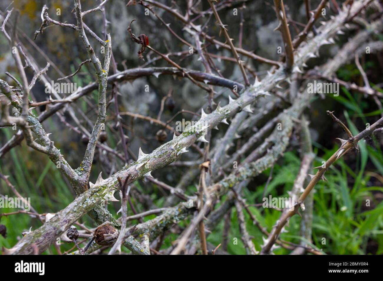 Dry branches of wild rose with thorns on old stone background Stock Photo