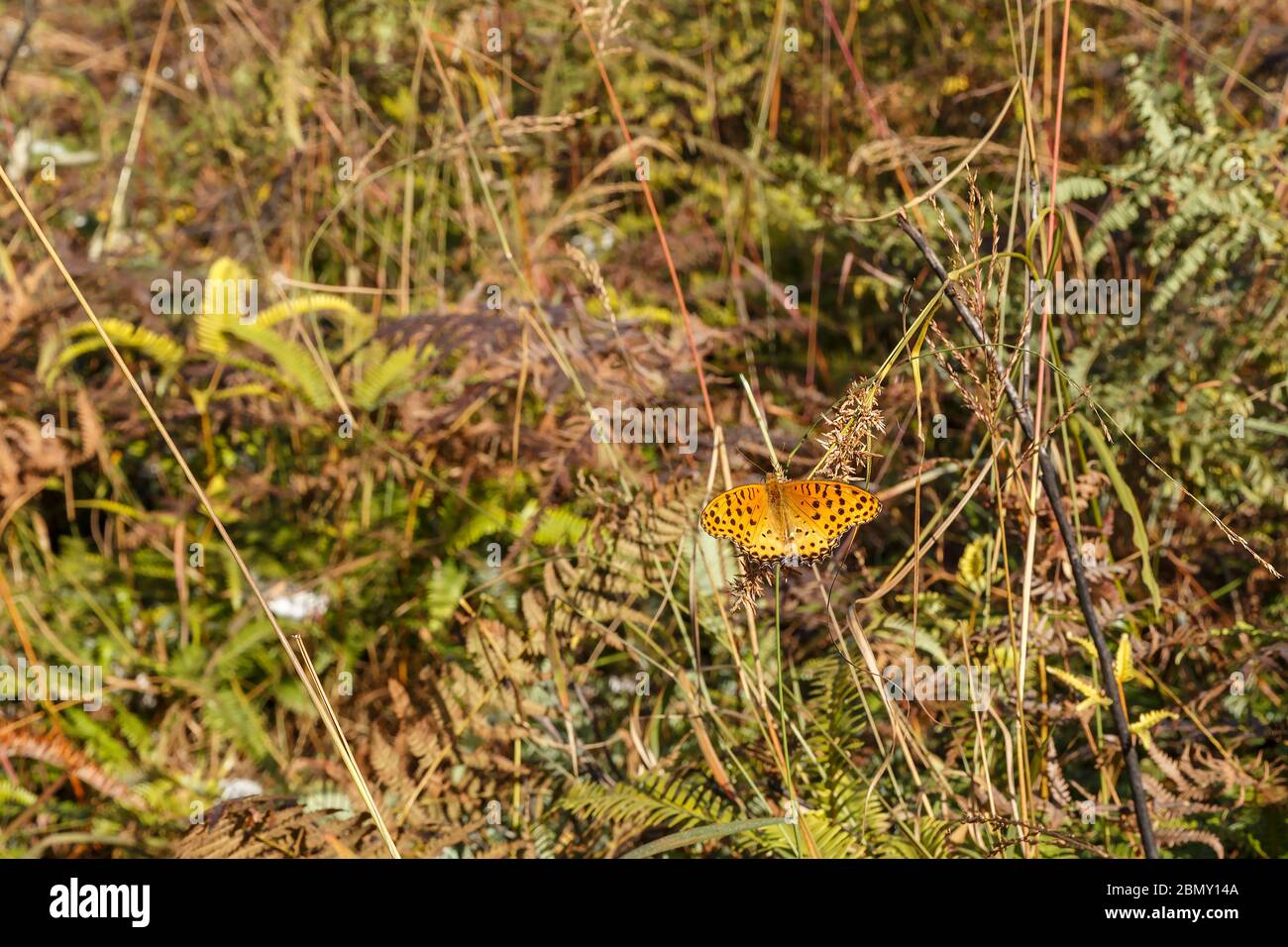 A small orange butterfly with black spots on its wings sits on the ...