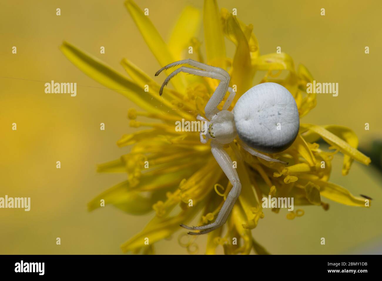 Veraenderliche Krabbenspinne, Misumena vatia, crab spider Stock Photo