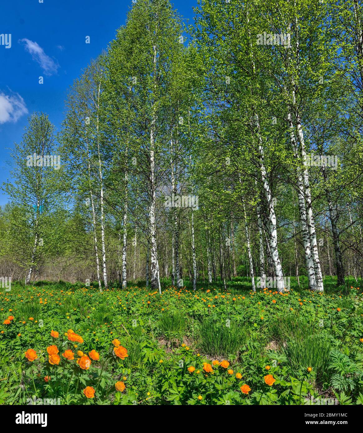 Flowering glade of orange trollius asiaticus or globe-flowers in spring  birch forest. Bright sunny spring landscape with beautiful blossoming wild fl Stock Photo