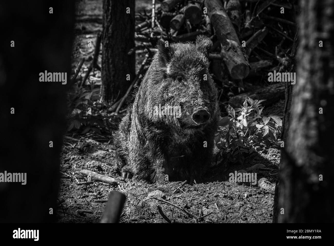 Wild boar in the forest. Black and white. Stock Photo