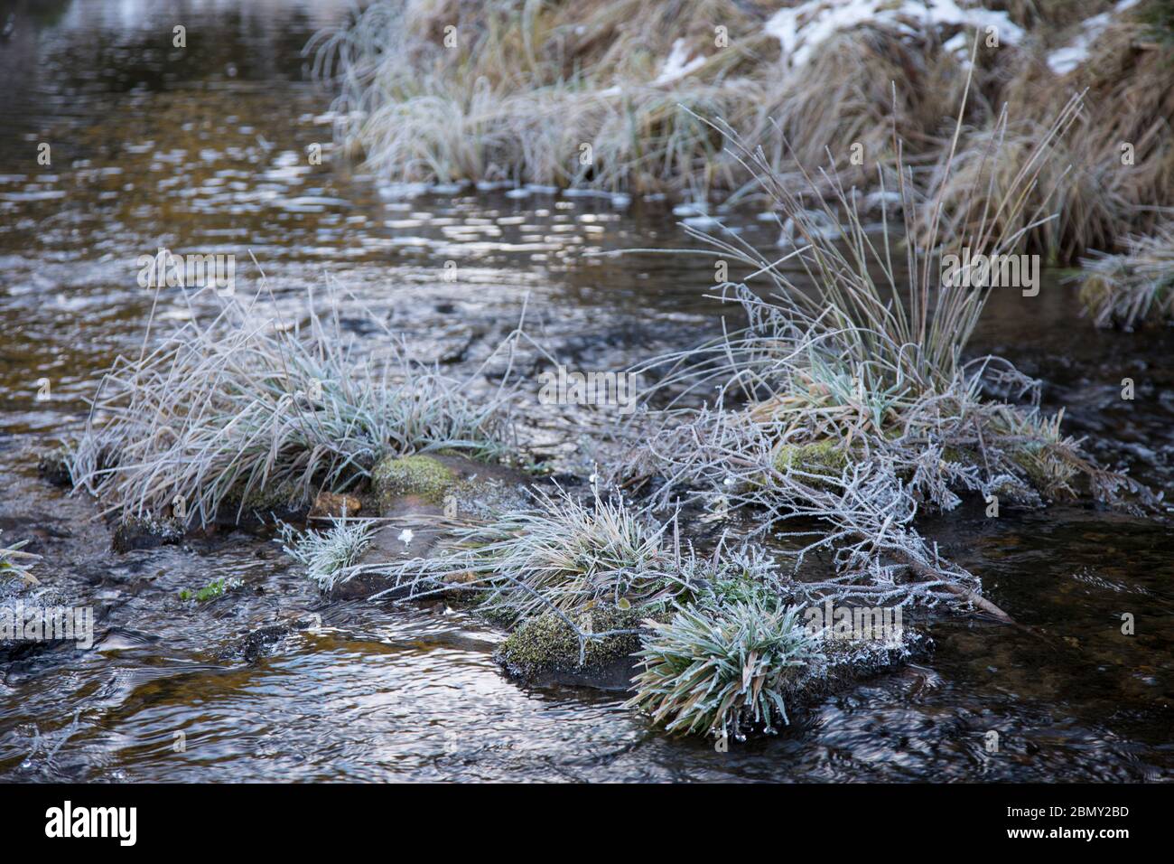 Grasbueschel mit Reif im Bach Stock Photo