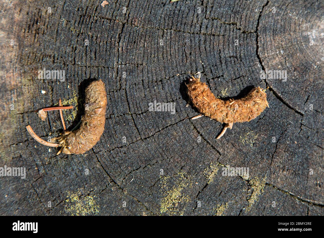 Auerhuhn Kot, Capercaillie droppings Stock Photo