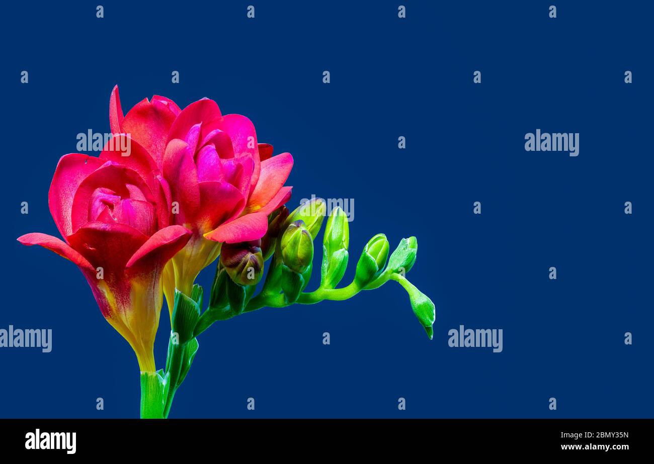 Isolated red flowering freesia,yellow green buds, macro,blue background Stock Photo