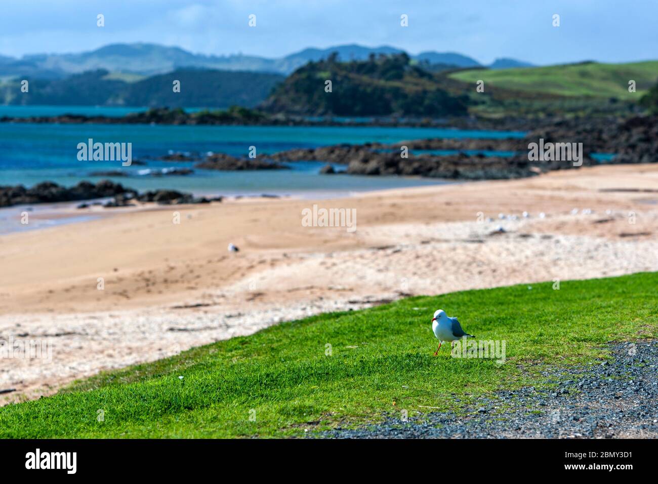 Beach in Cable Bay, New Zealand Stock Photo Alamy