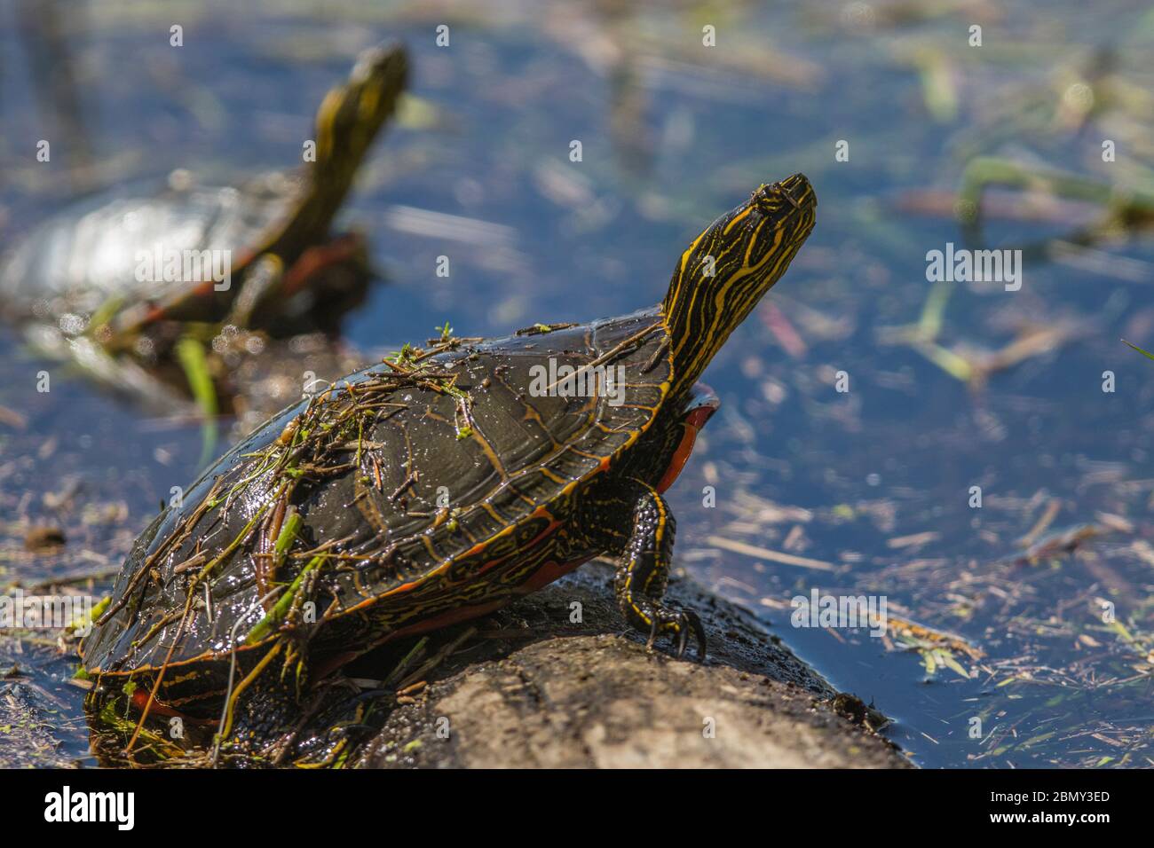 Western Painted Turtle (Chrysemys picta) Climbing & sunning on log, to