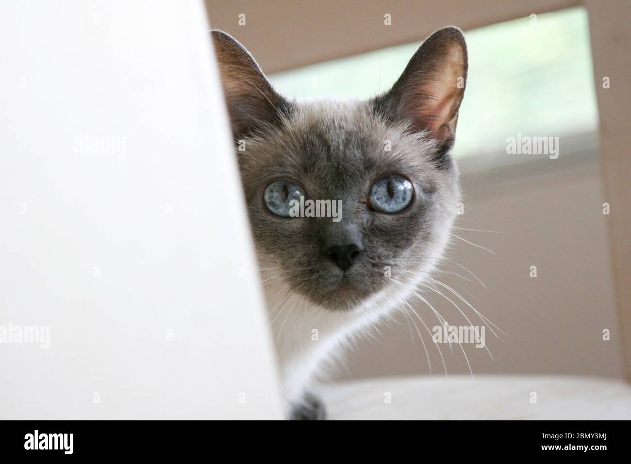 Siamese cat looking around corner Stock Photo - Alamy