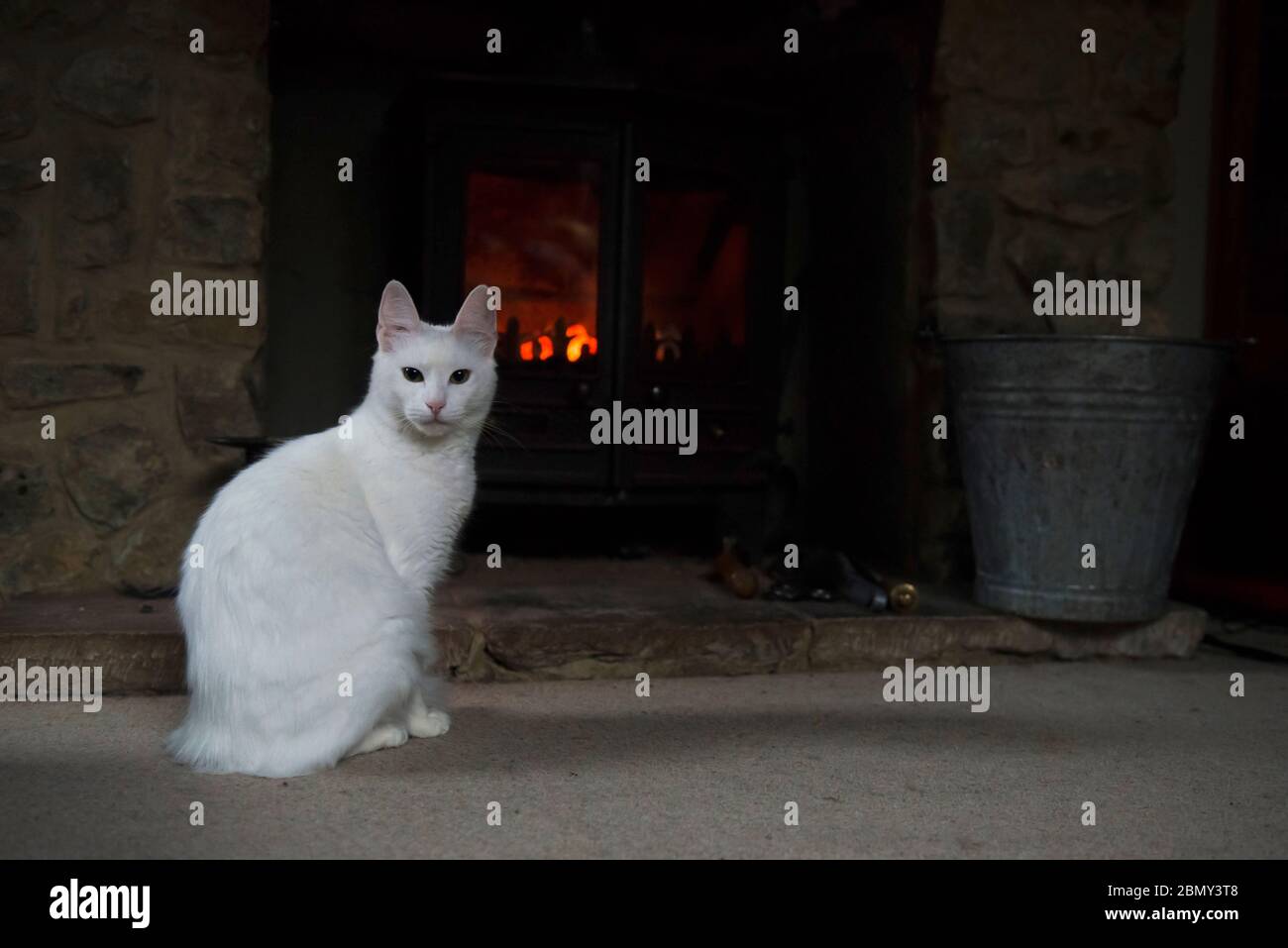 White Turkish Angora cat lying in front of a log burning stove with the fire roaring Stock Photo