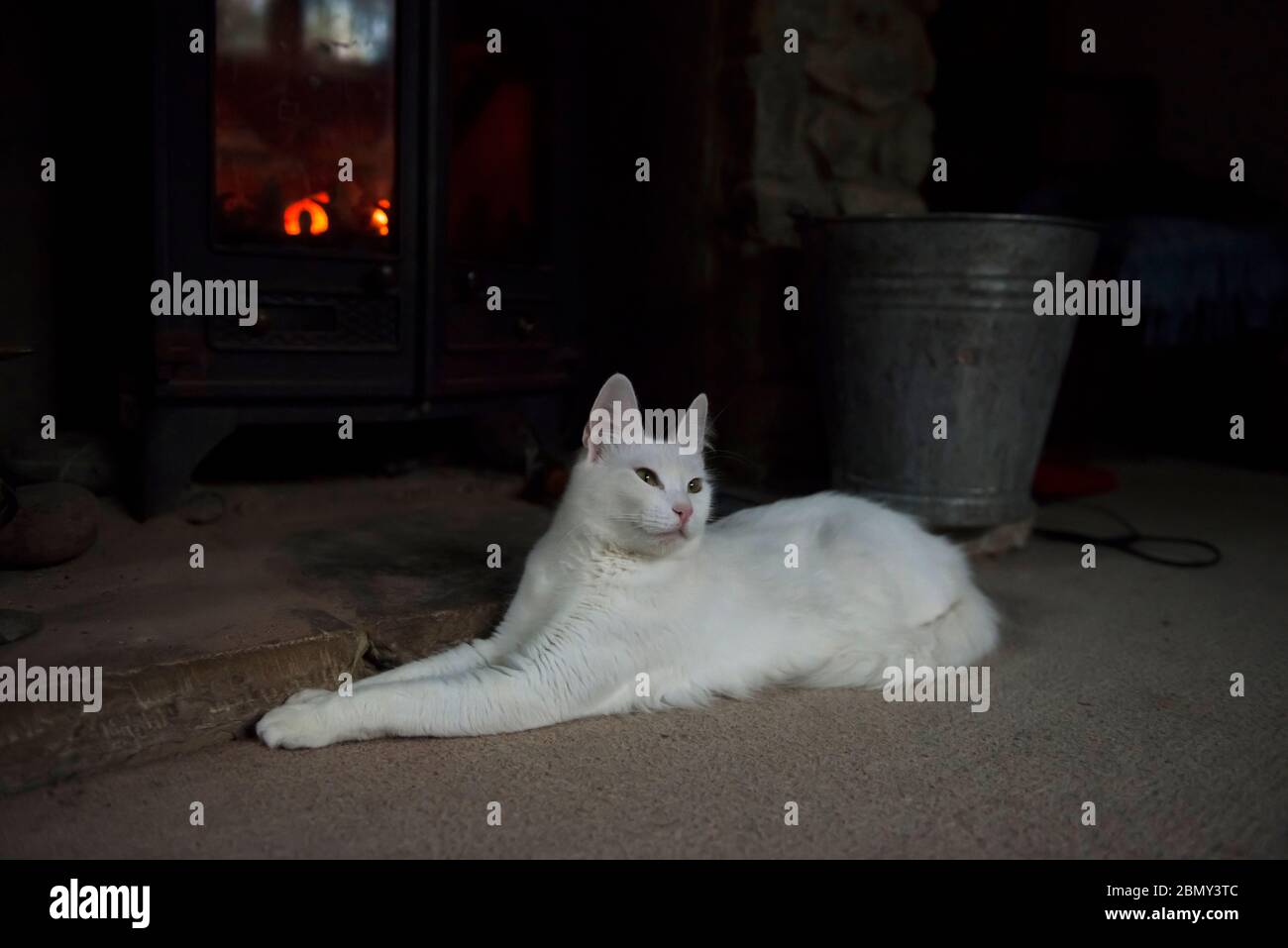 White Turkish Angora cat lying in front of a log burning stove with the fire roaring Stock Photo