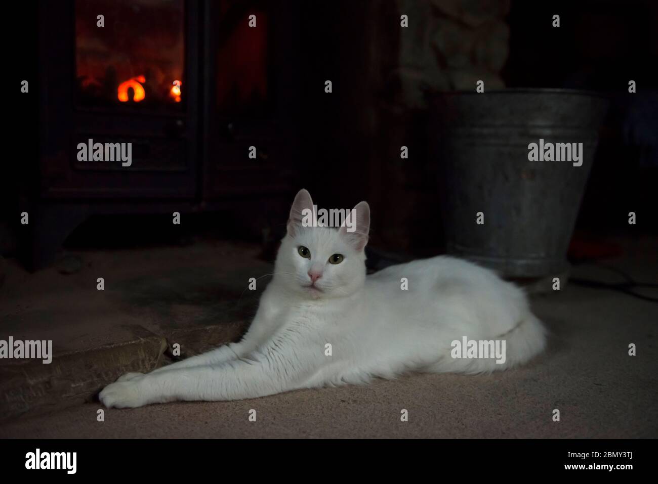 White Turkish Angora cat lying in front of a log burning stove with the fire roaring Stock Photo