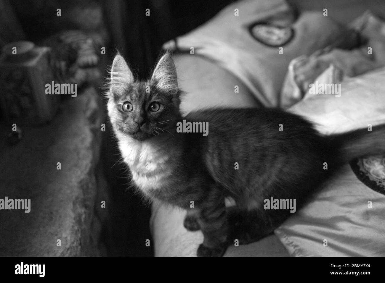 Turkish Angora kitten Stock Photo