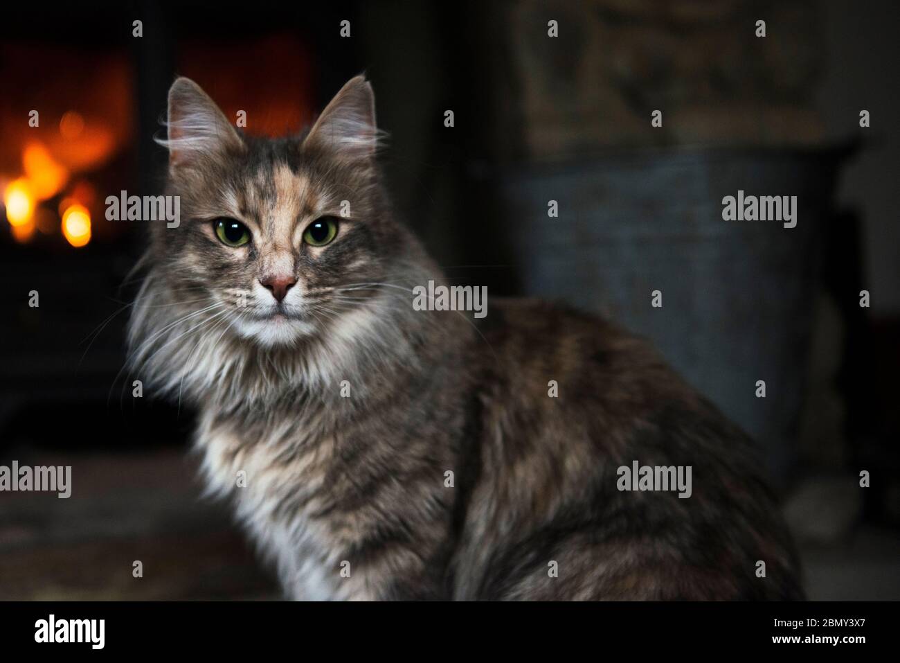Turkish Angora cat Stock Photo
