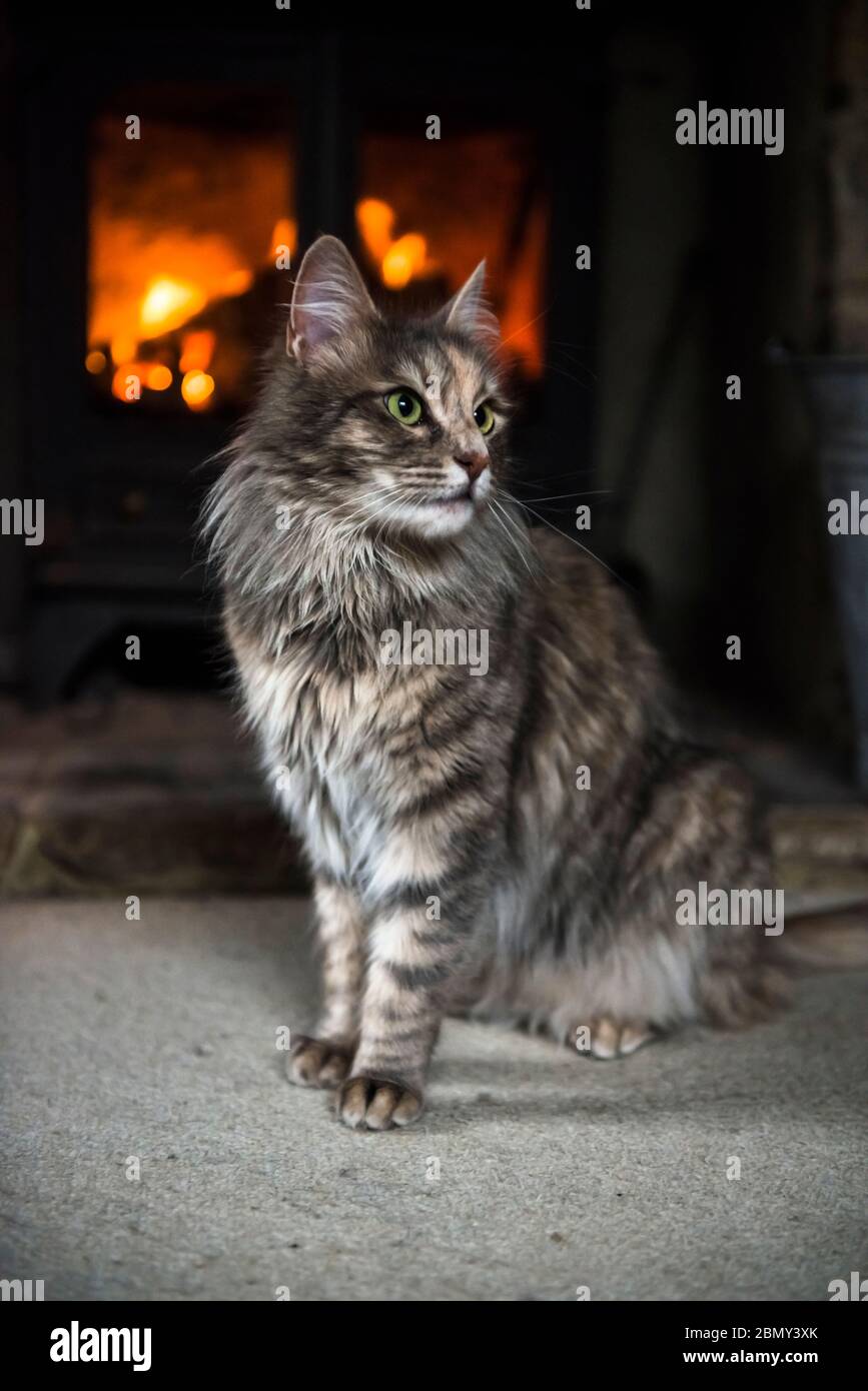 Turkish Angora cat sitting in front of a log fire Stock Photo