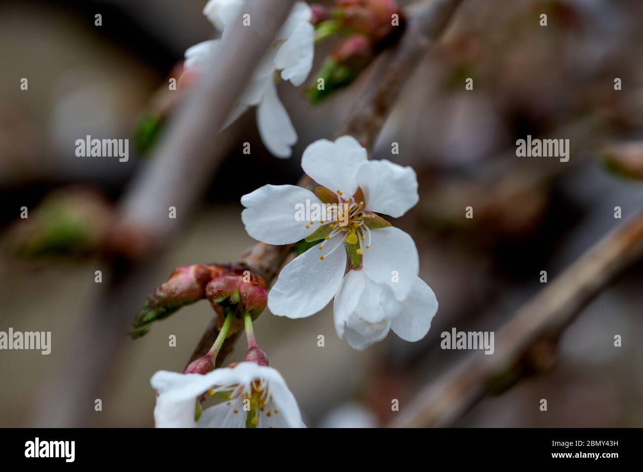 Blooming white spring Snow Crabapple tree flowers. Early Spring concept. Stock Photo