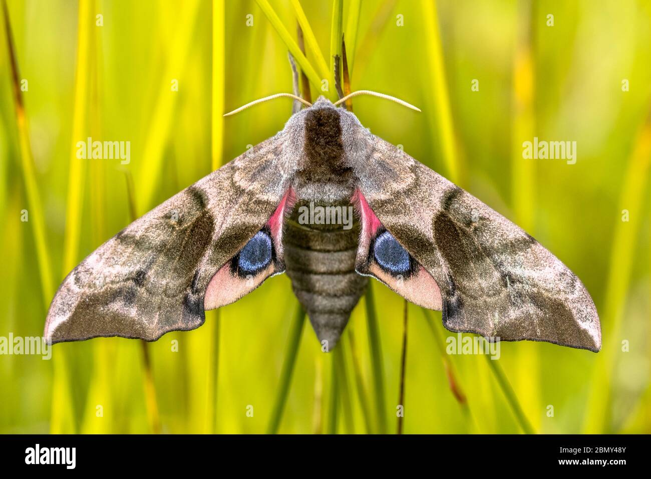 Eyed hawk-moth (Smerinthus ocellatus) is a European moth of the family Sphingidae.  The caterpillars feed on willow. Stock Photo