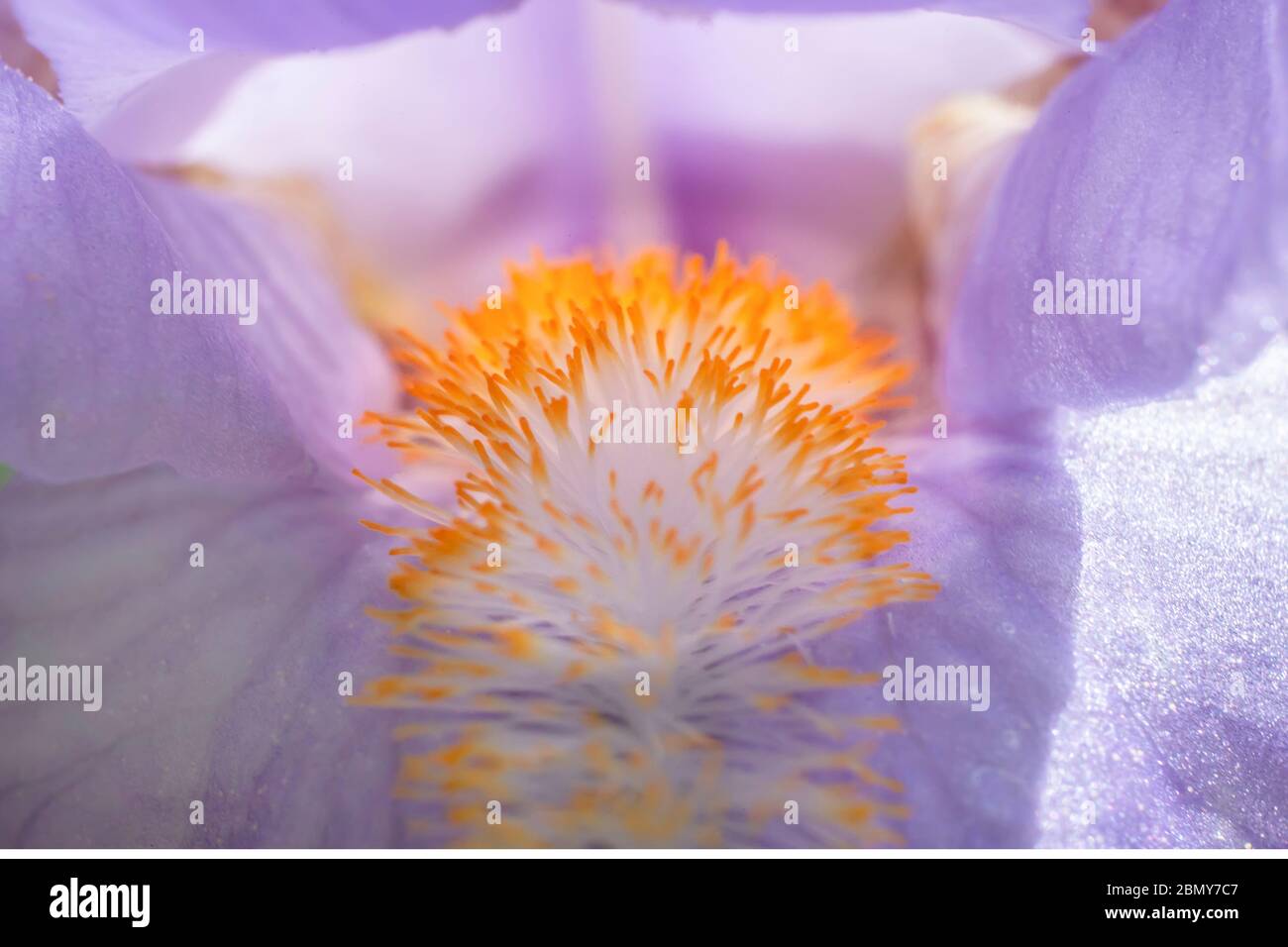 Macro Photo of Iris Flower Orange Beard Stock Photo