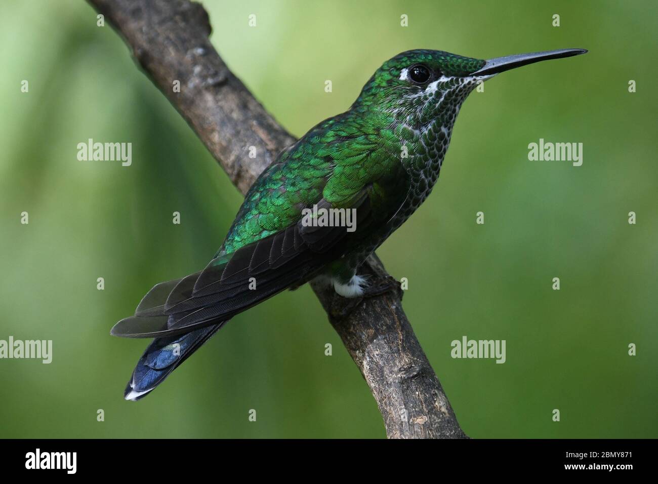 GREEN-CROWNED BRILLIANT (HUMMINGBIRD) Stock Photo