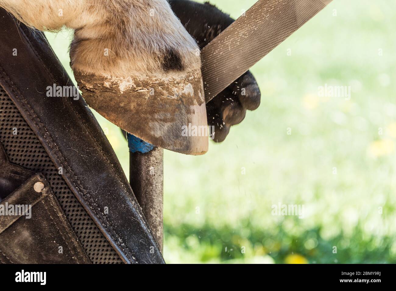 Horse farrier at work trims and shapes a horse's hooves using rasper