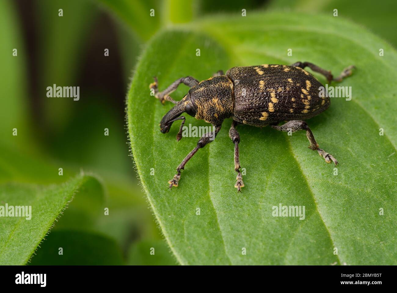 Close-up of a beetle. Weevil pine sitting on a green leaf of a plant. Adult insect. Pest tree. Stock Photo