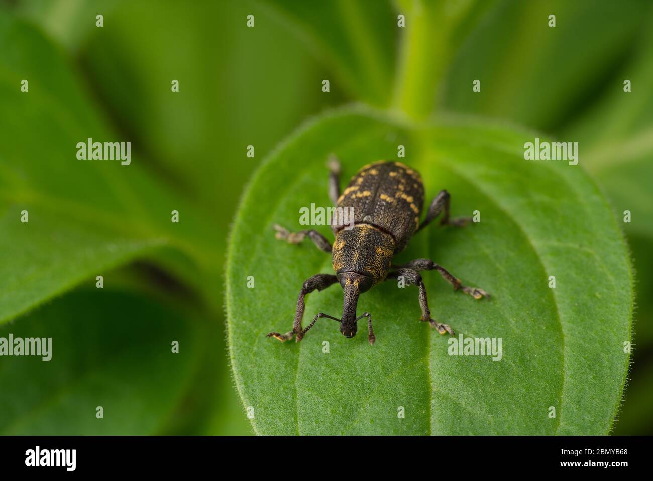 Close-up of a bug. Weevil pine on the background of a green leaf of a plant. Adult insect. Pest tree. Stock Photo